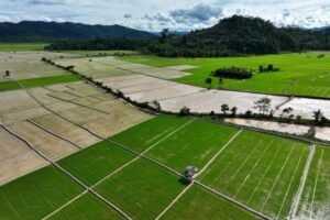 Optimalisasi Sawah, Pemerintah Genjot Swasembada Pangan Lewat Revitalisasi Lahan