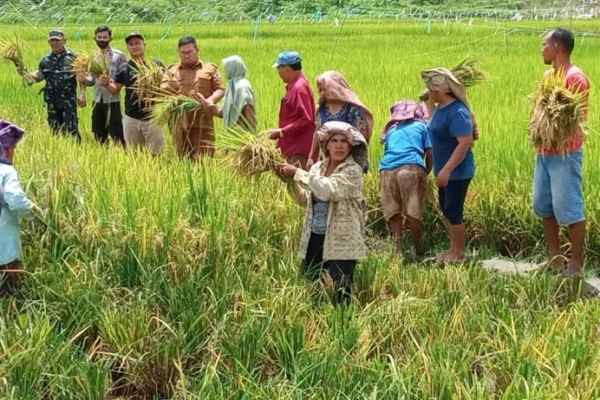 Pemerintah Terus Gelorakan Semangat Indonesia Capai Swasembada Pangan Akhir Tahun 2025